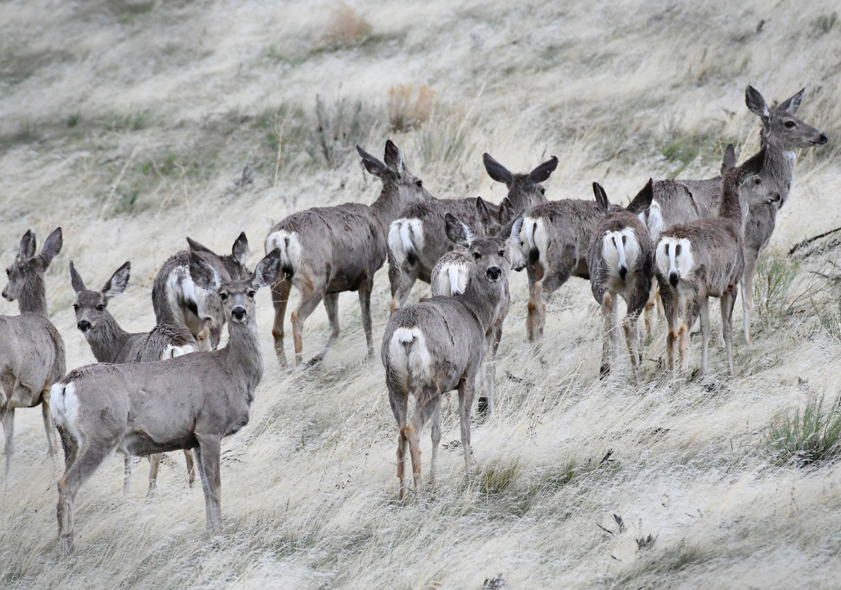 Ungulates